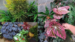 Minhas Plantas de folhagens coloridas [upl. by Avaria993]