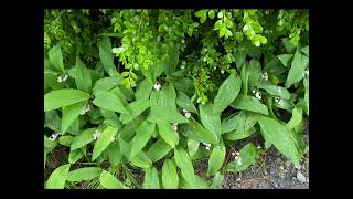 Lilies of the Valley in Frelinghuysen Arboretum New Jersey May 6 2024 [upl. by Folberth406]