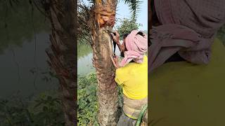 Method of extracting date palm juice from palm trees nature youtubeshorts [upl. by Camey]