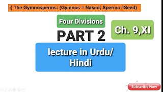 GymnospermsCycads division CycadophytaGnetae  GnetophytaGinkgo divisionGinkgophytaConifers [upl. by Eltsirc]