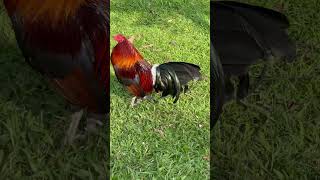 Mclean Hatch Broodcock Tonio and Mica Gamefarm Philippines gamefowlbreeding [upl. by Viviane]