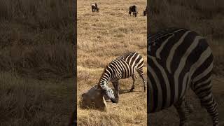 Ngorongoro Crater Tanzania animals wildlife nature [upl. by Margarette]