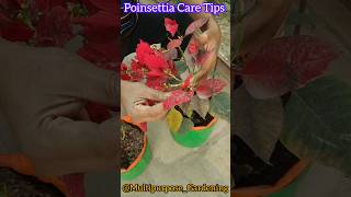 Poinsettia summer care  Poinsettia care gardeningtips shots [upl. by Gibeon118]