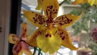 Orchid care Phalaenopsis alternative Odontocidium Tiger Crow Orchid [upl. by Short]