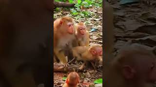 Theyre Never Stop Moving  Most Playful Monkey Family [upl. by Violet351]