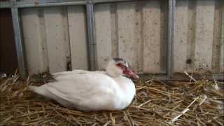 A Mid Afternoon Visit amp Another Confirmed Sick Muscovy Female Duck 191 Raising Ducks Day 117 [upl. by Buddy]