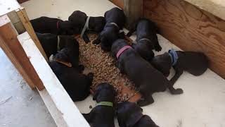 Another Adventure Boykins Puppies First Feeding [upl. by Basham]