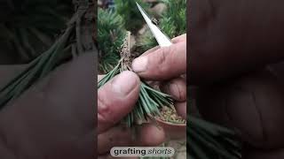 grafting process l grafting shorts l tree grafting farming 3500grafts [upl. by Adekan]