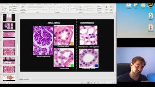 Histology of the Urinary System part 2 [upl. by Nisotawulo644]