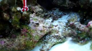 how to lawnmower sailfin algae blenny [upl. by Isabelle]