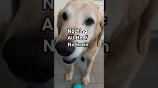 🤔😃🫨😲🤯HEY‼️ ‼️WHAT DO YOU MEAN NO BRAIN⁉️dogdog shorts goldenretrieversclub [upl. by Delamare]