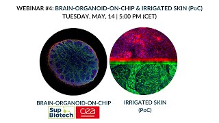 Webinar 4 duplex well cerebral organoid and pre vascularized skin applications replay [upl. by Tsui947]