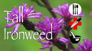 Tall Ironweed Edible Medicinal amp Other Uses [upl. by Yednarb]