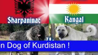 Kangal vs Sarplaninac Dog Fight [upl. by Fontana]