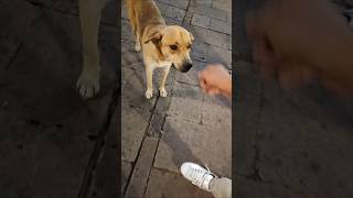 EL PERRO JUGUETÓN Y CARIÑOSO ✨😆 shorts shortvirales viralvideo [upl. by Bunny]