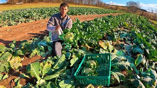 My Huge Cauliflower Harvest [upl. by Acsirp]