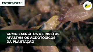 Como exércitos de insetos afastam os agrotóxicos da plantação [upl. by Aaron]