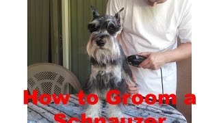 How to Groom a Miniature Schnauzer [upl. by Nowyt]