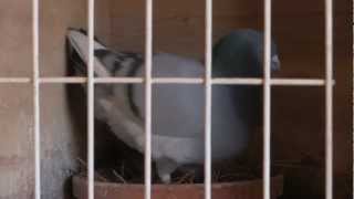 Top of the Race Sheet Breeding Quality Racing Pigeons Part 1 Trailer [upl. by Oaks549]