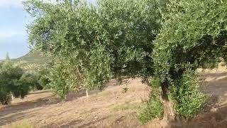 ¿como abono los olivos foliarmente tanto convencional como ecologico [upl. by Nitsur]