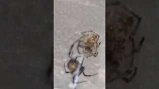 Brown meadow spider savage momentspider spiderfight nature [upl. by Tarra252]