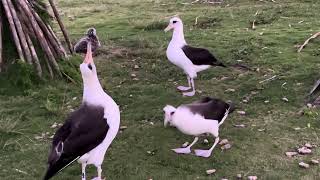 Laysan Albatroses [upl. by Amat]