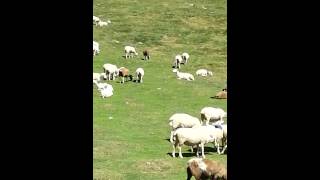 Wild horses and mountain sheep in the Pyrenees [upl. by Airetal]