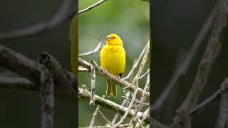 Saffron Finch shorts [upl. by Bridget]