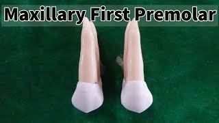 Dental Morphology  Maxillary First Premolar [upl. by Licastro]