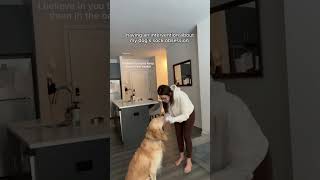 meeting with my sockaholic dogshorts goldenretriever puppy dogs puppies funnyvideos [upl. by Petey]