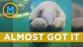 Adorable footage of a baby manatee with an itchy nose  Your Morning [upl. by Inah835]