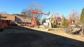 Crispy dead hackberry removal with a spiderlift [upl. by Nellek]