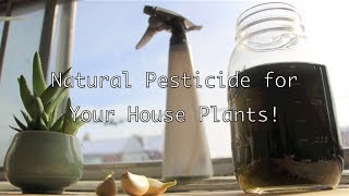 Natural Pesticide for Your House Plants [upl. by Stew]