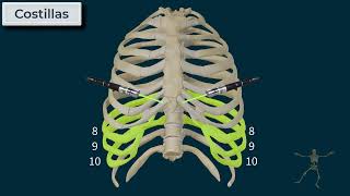 Tórax  Caja Torácica [upl. by Gaiser375]