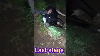 Treatment of trypanosoma in heafer अढैया बुखारfarmingyoutubeshortscowdiseasefunnyfunnyvideo [upl. by Alexa]