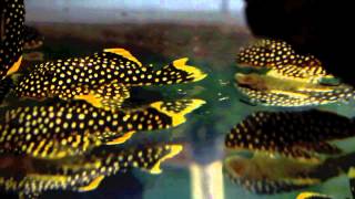 L018 Golden Nugget Pleco Large spots [upl. by Neal]