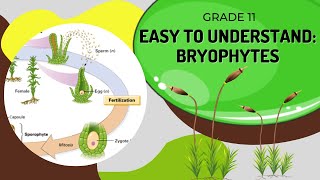 Bryophytes [upl. by Yticilef471]