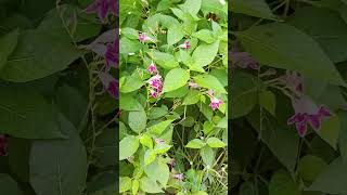 Barleria cristata shortsvideo philippineviolet plantsandflowers [upl. by Gertrudis]