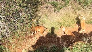 Cazando con podencos los Perjuicillos [upl. by Llirred]