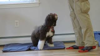 Maple the Lagotto Romagnolo training at 5 months old [upl. by Aivatan242]