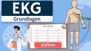 EKG  Grundlagen einfach erklärt Entstehung Ableitungen [upl. by Handy]