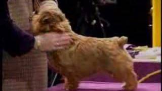 Norfolk Terrier at Westminster 2005 [upl. by Hickey]