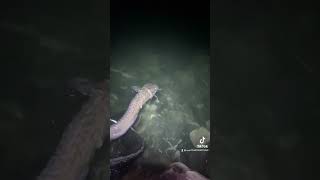 Burbot lakefishing burbot fishing bigfish [upl. by Odele68]