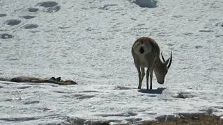 Tibetan gazelle Procapra picticaudata [upl. by Sirk]