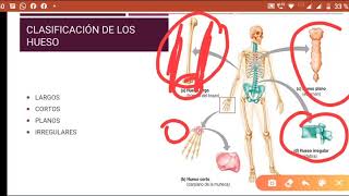 Anatomía y fisiologia del sistema oseo formación y remodelación osea [upl. by Javier]