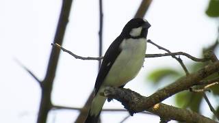 LINED SEEDEATER male vocalizing SPOROPHILA LINEOLA BIGODINHO singing [upl. by Adlev]