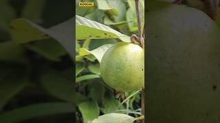 😱🌱12 அடியில் காய்க்கும் தைவான் பிங்க்🍈Taiwan Pinkguavataiwanpinkplantinggardeningorganic [upl. by Ayhtak]