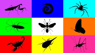 Insect Buuterfly Milipede Spider Flying Ant Mantis Scorpion Grasshopper Beetle Paddybug [upl. by Tham]