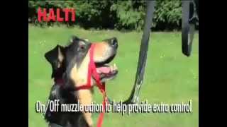 Halti Headcollar Here is the collar that changes the way man walks a dog [upl. by Blau]