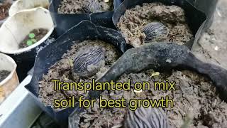 THE FAST amp EASY WAY TO GERMINATE FOXTAIL PALM SEEDS 100 Germination Watch till the end [upl. by Oile530]